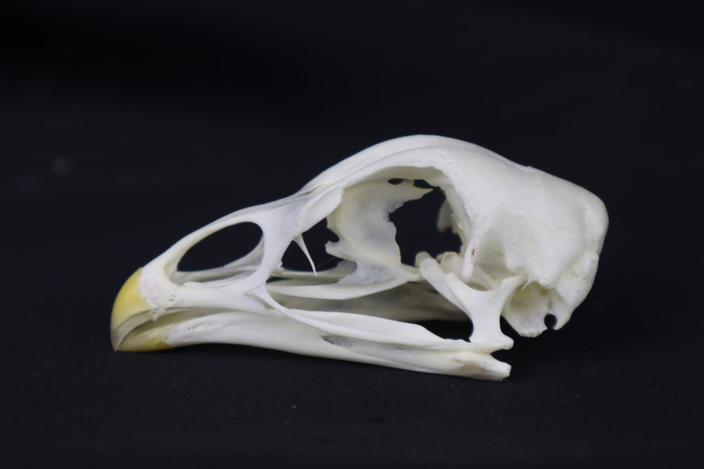 Chicken Skull