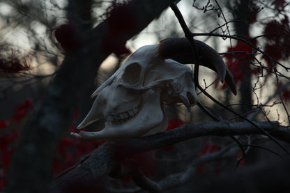 Medium Goat Skull