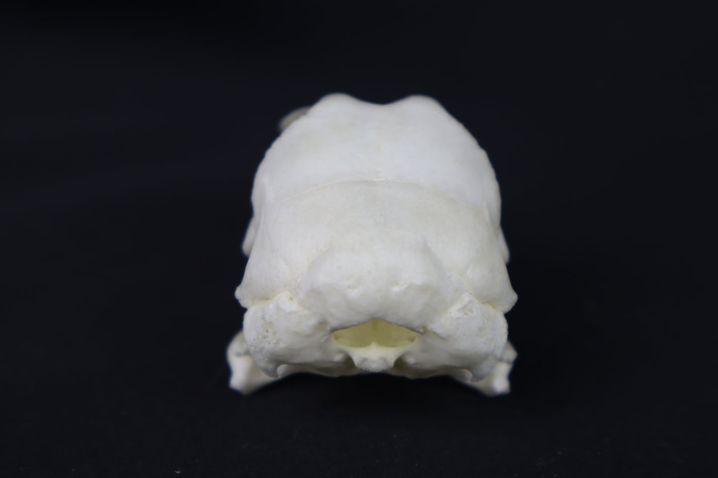 Chicken Skull