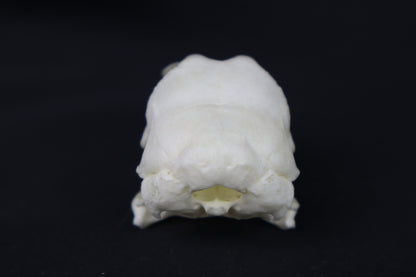 Chicken Skull
