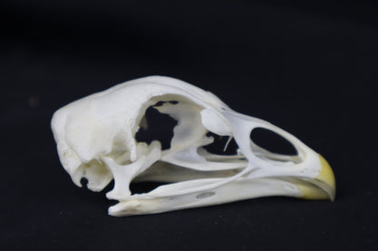 Chicken Skull