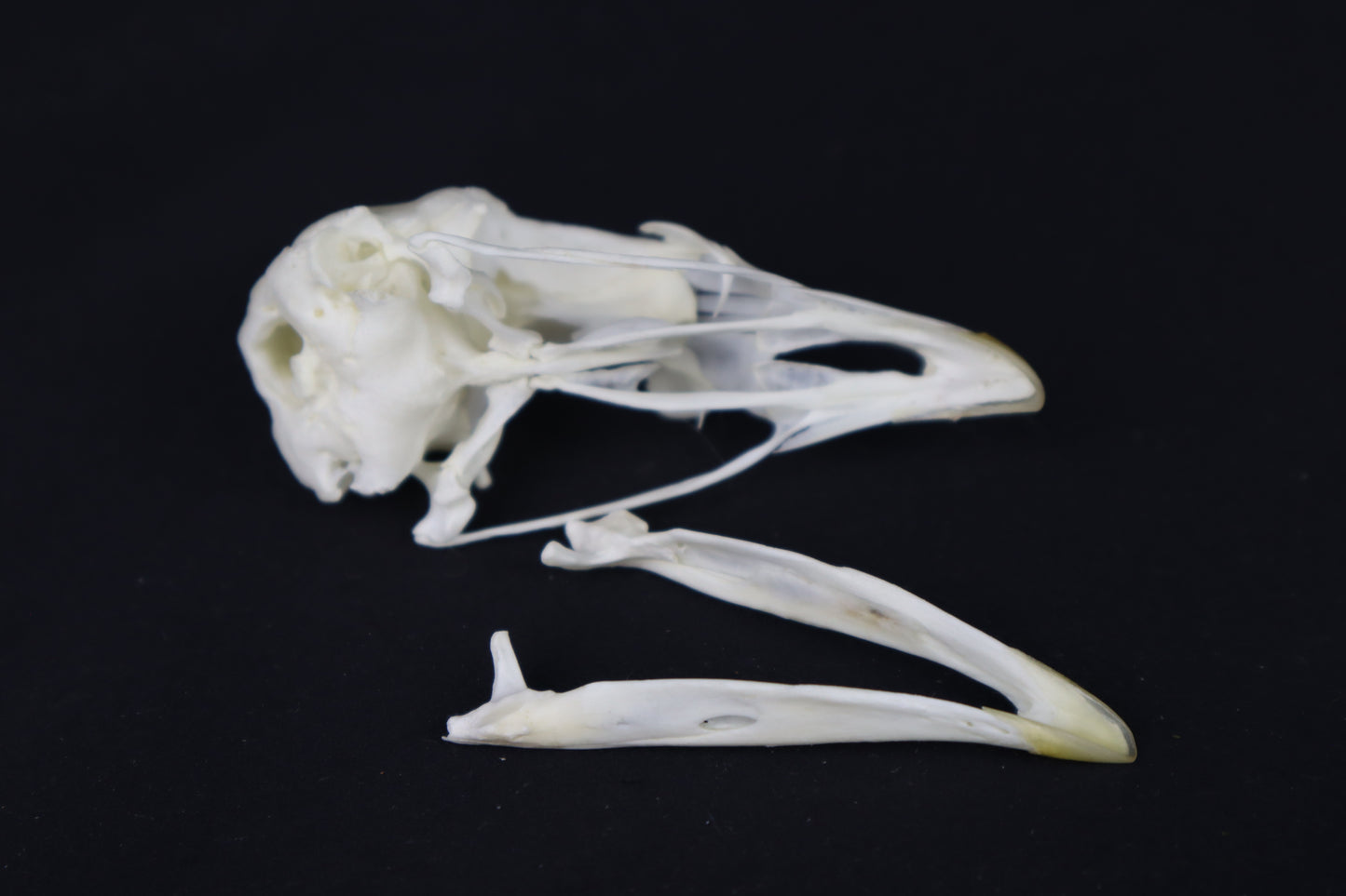 Chicken Skull