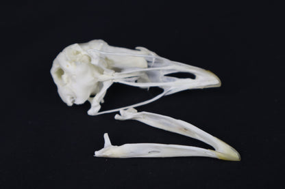 Chicken Skull
