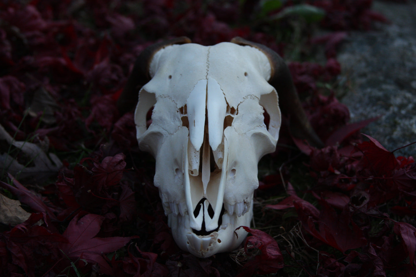 Medium Goat Skull