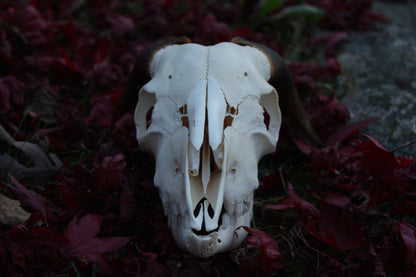 Medium Goat Skull