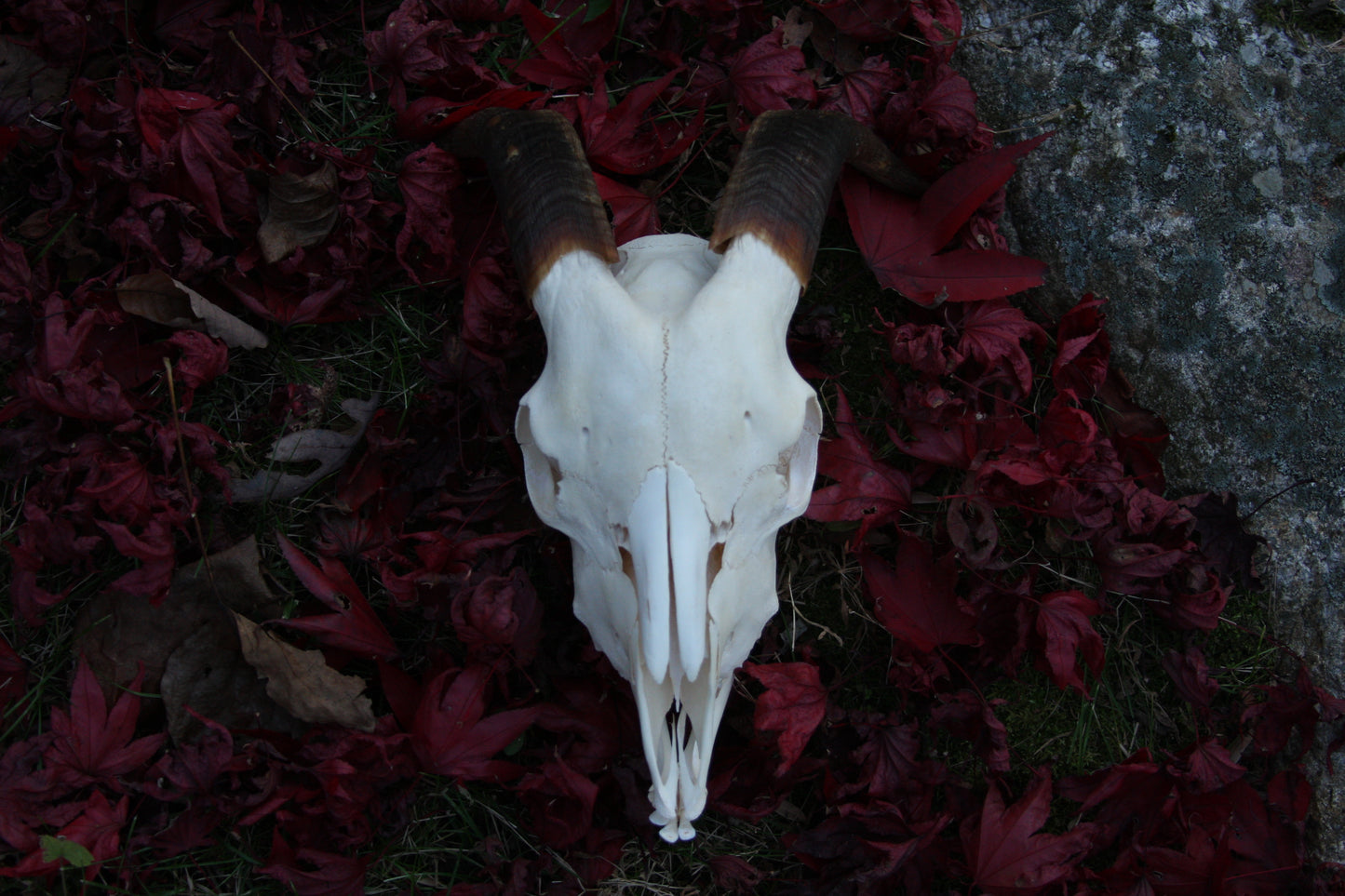 Medium Goat Skull