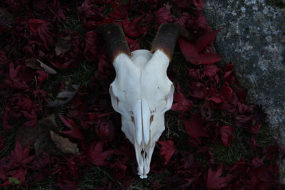 Medium Goat Skull