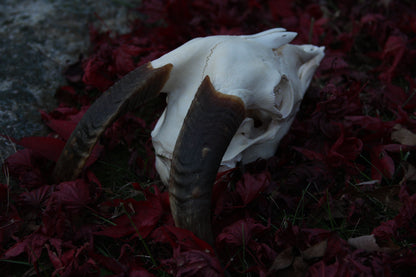 Medium Goat Skull
