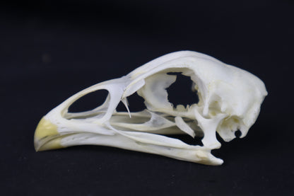 Chicken Skull