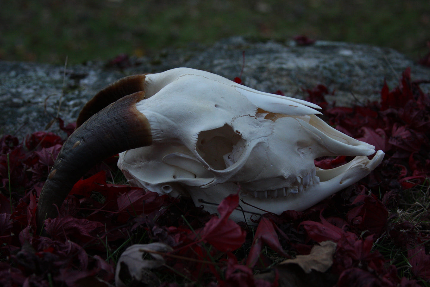Medium Goat Skull
