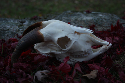 Medium Goat Skull
