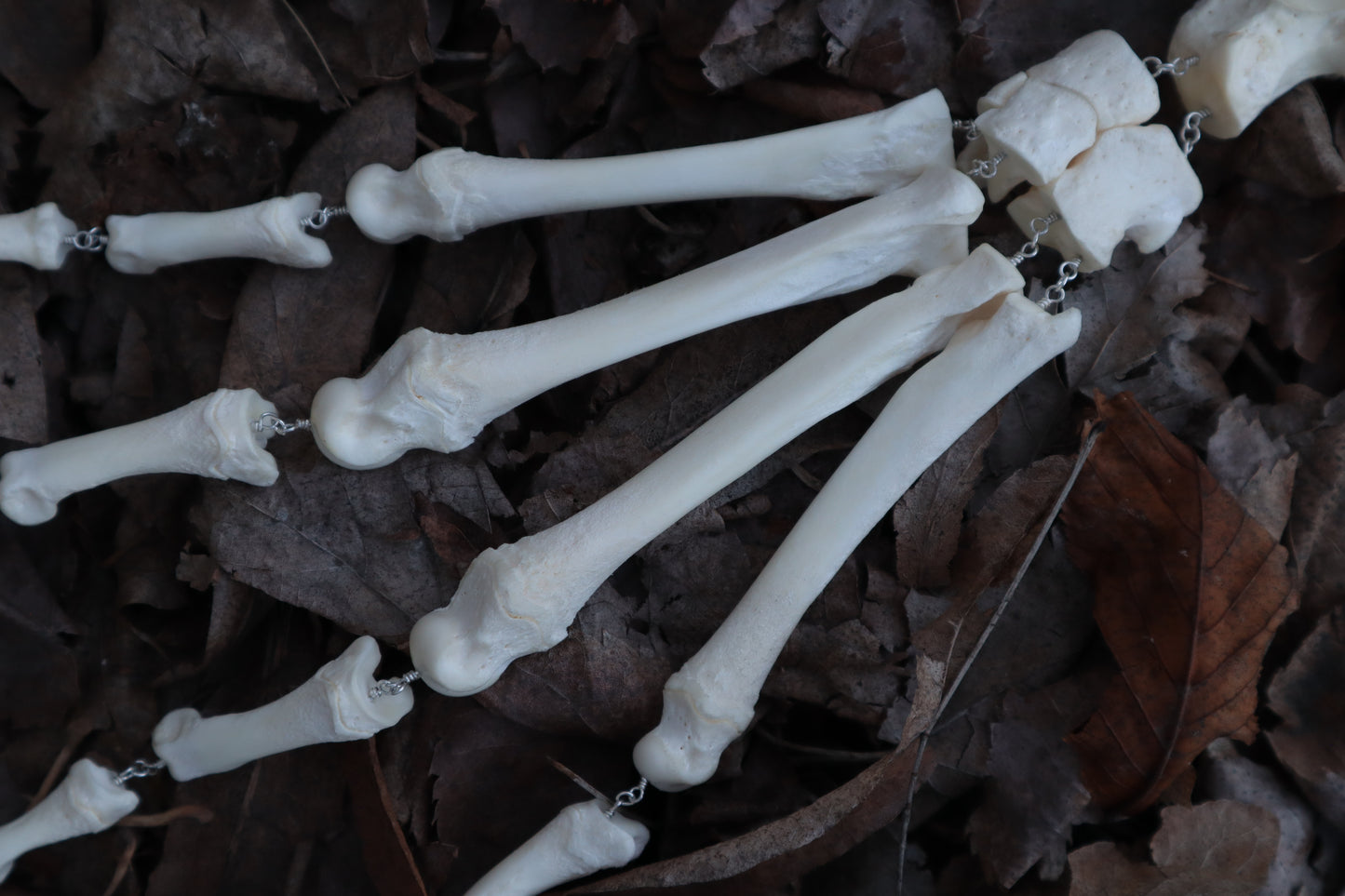 Fluid Gray Wolf Paw Articulation