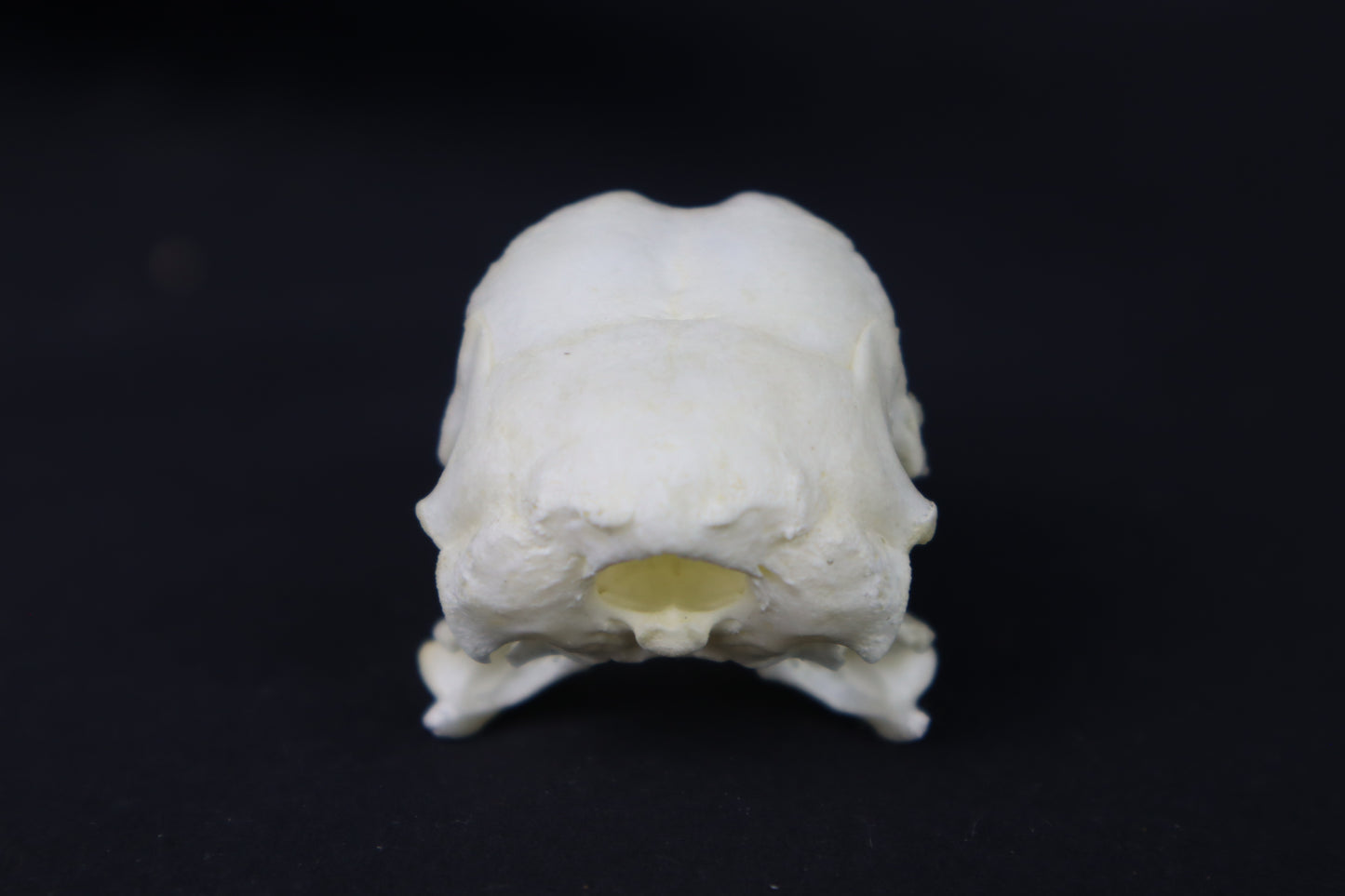 Chicken Skull