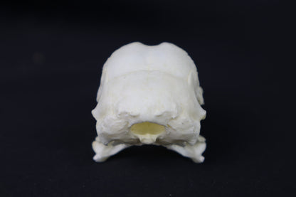 Chicken Skull