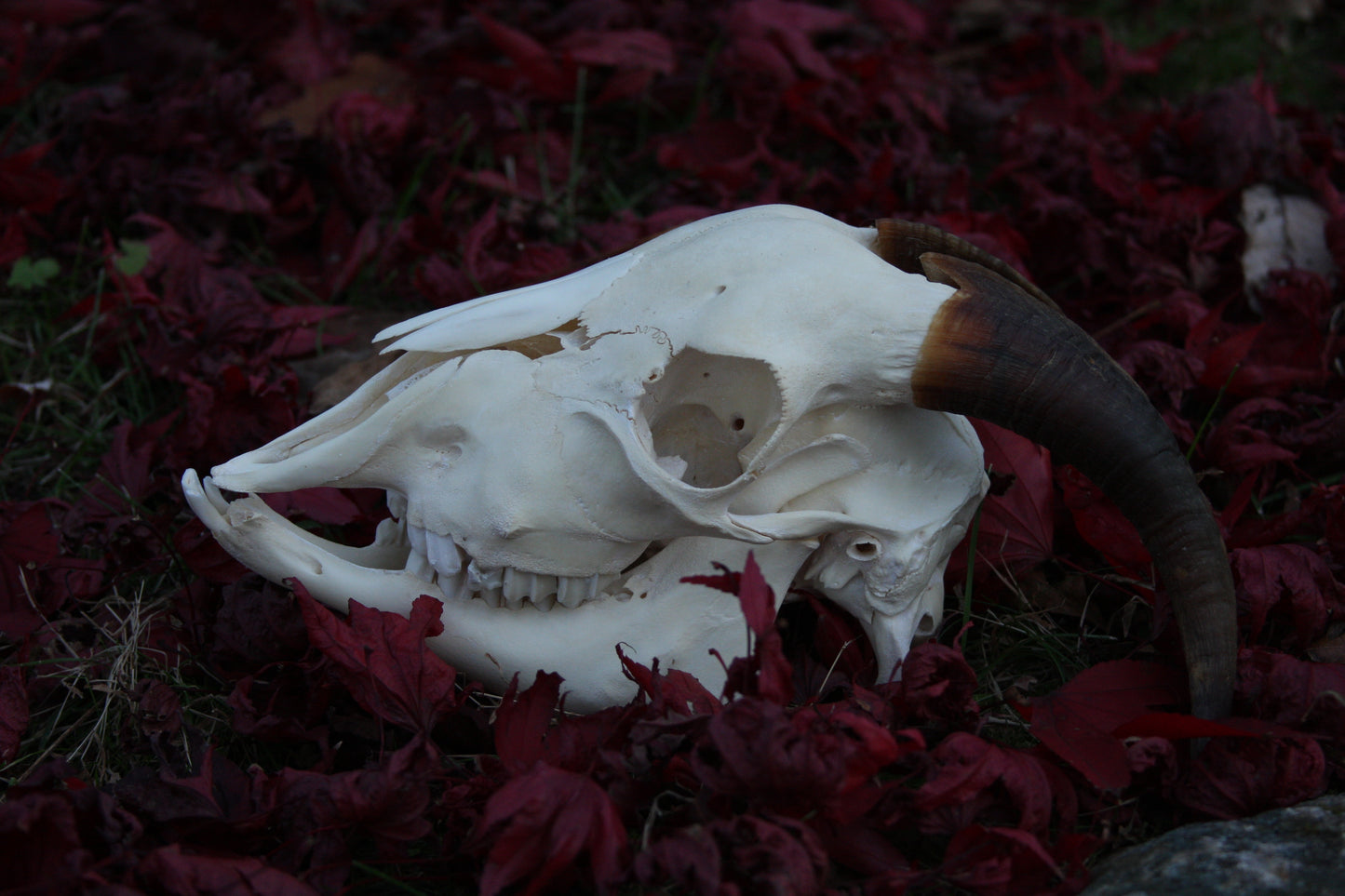 Medium Goat Skull