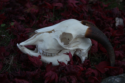 Medium Goat Skull