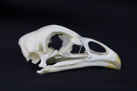 Chicken Skull
