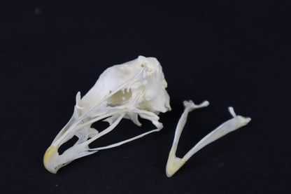 Chicken Skull