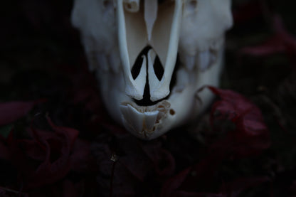 Medium Goat Skull