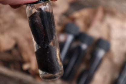 Wet Specimen Coyote Choroids