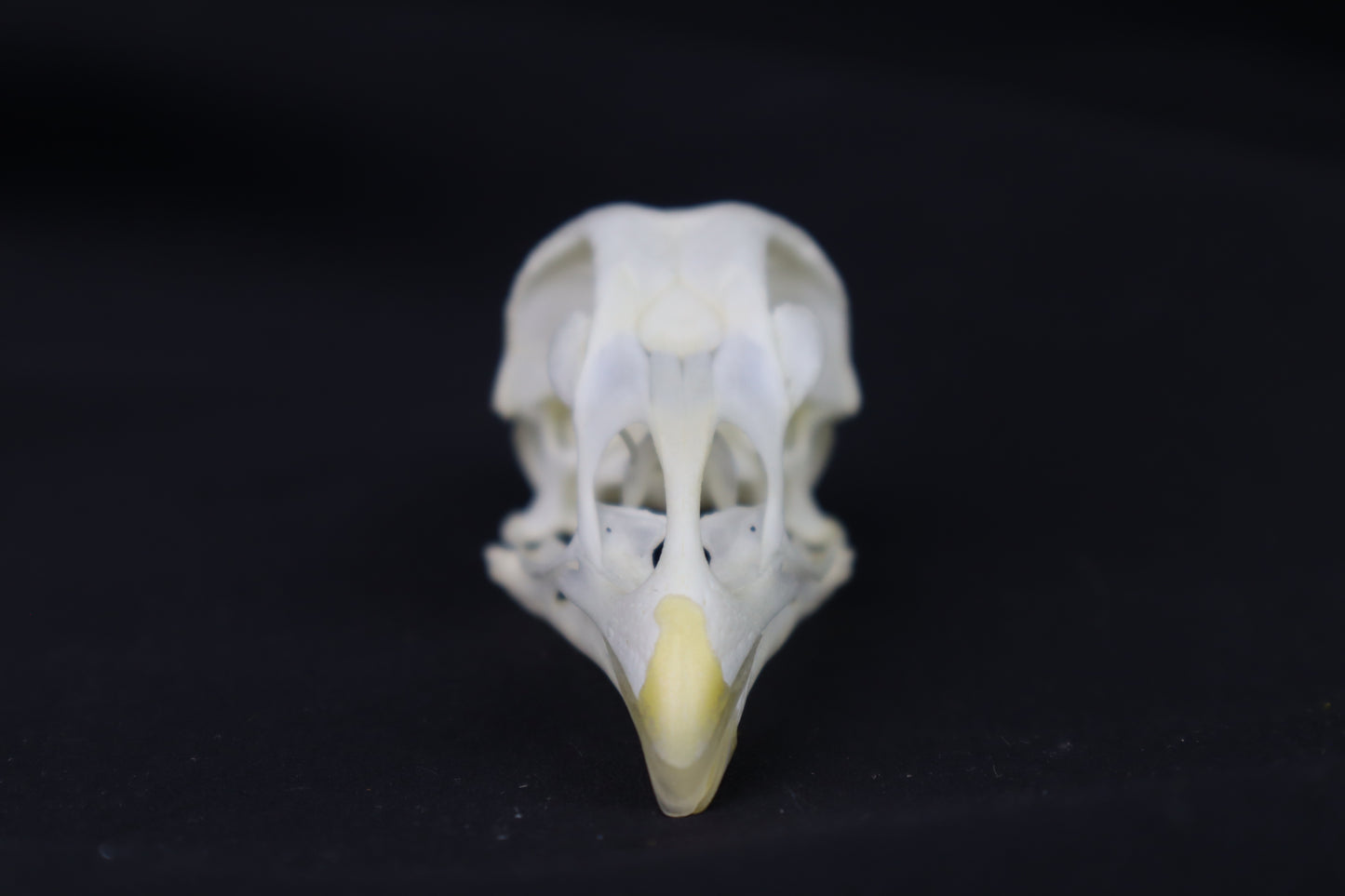 Chicken Skull