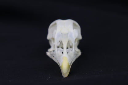 Chicken Skull