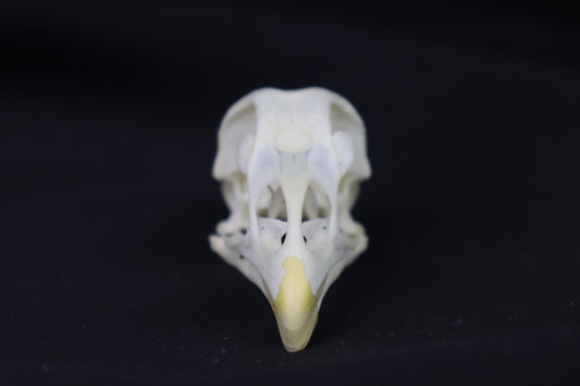 Chicken Skull
