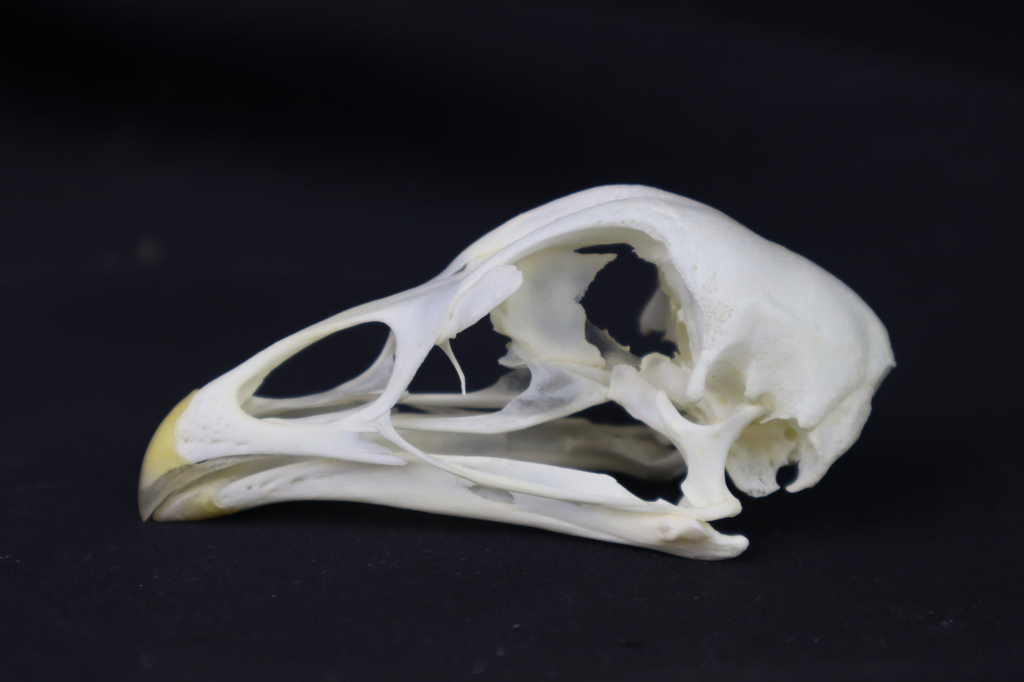 Chicken Skull