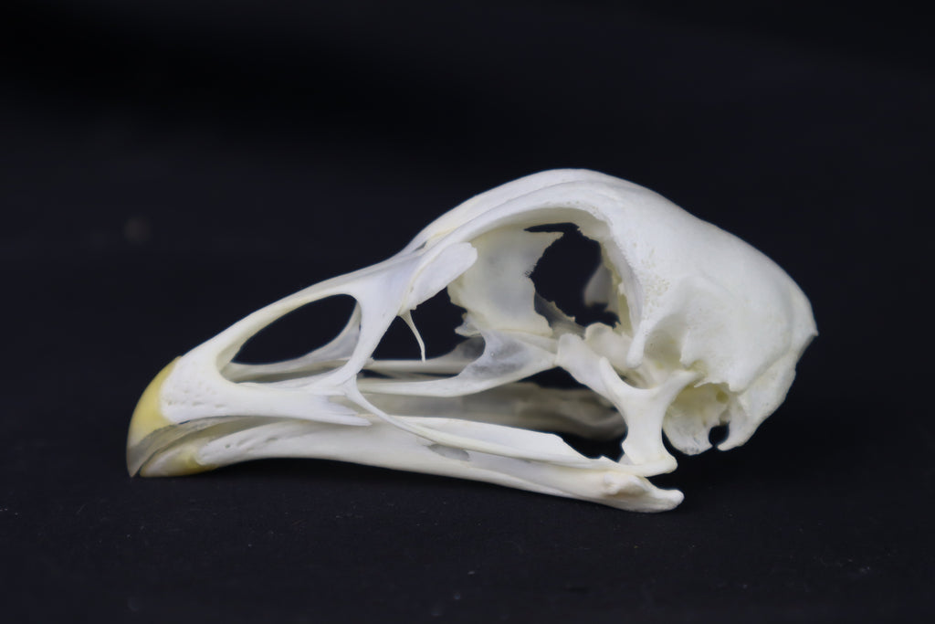 Chicken Skull