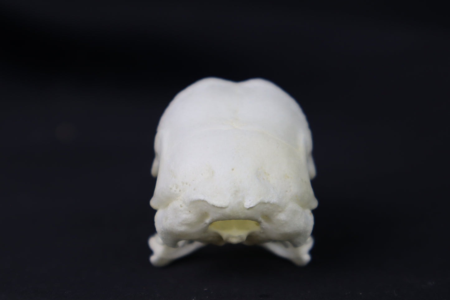 Chicken Skull