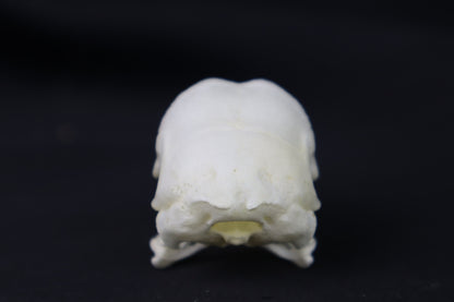 Chicken Skull
