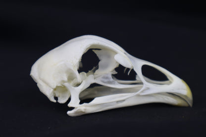 Chicken Skull