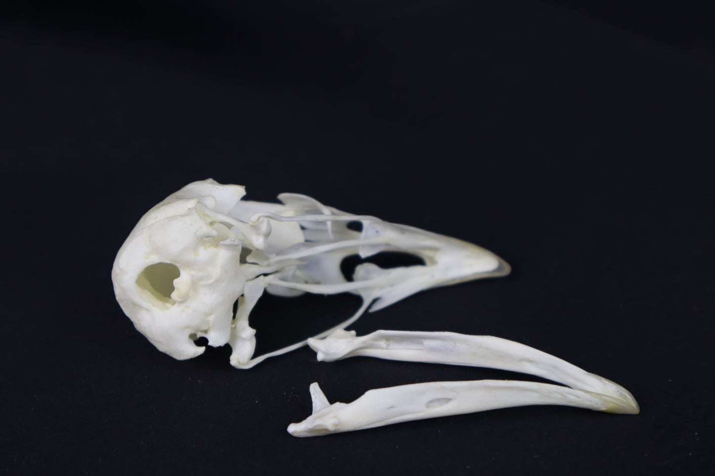 Chicken Skull