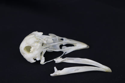 Chicken Skull