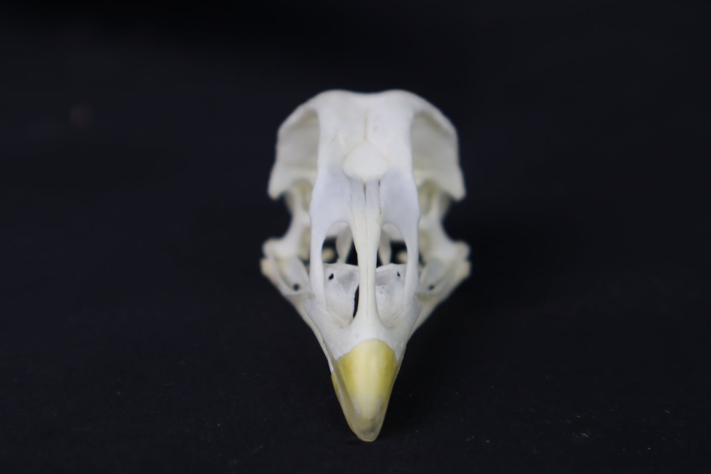 Chicken Skull