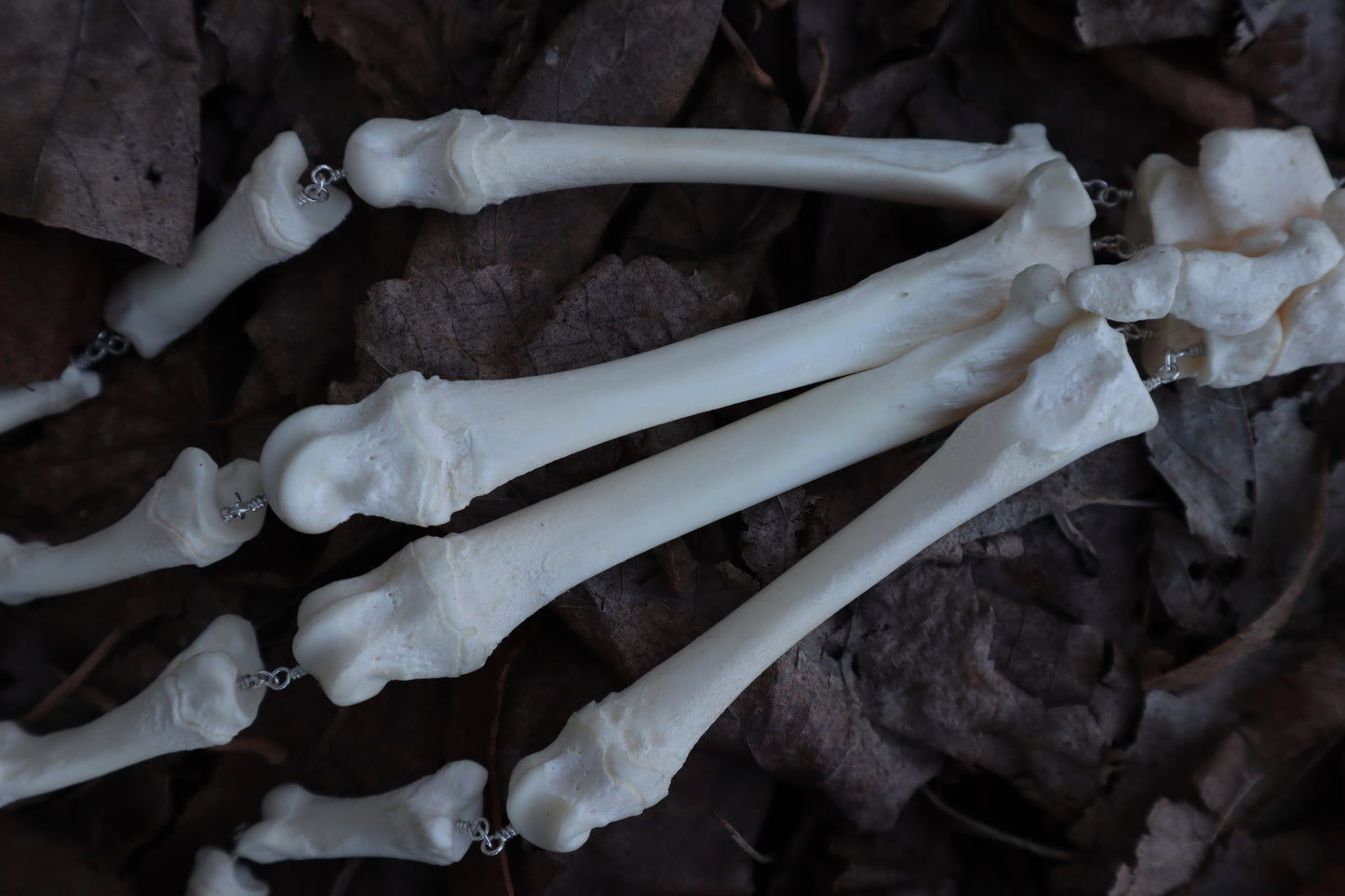 Fluid Gray Wolf Paw Articulation