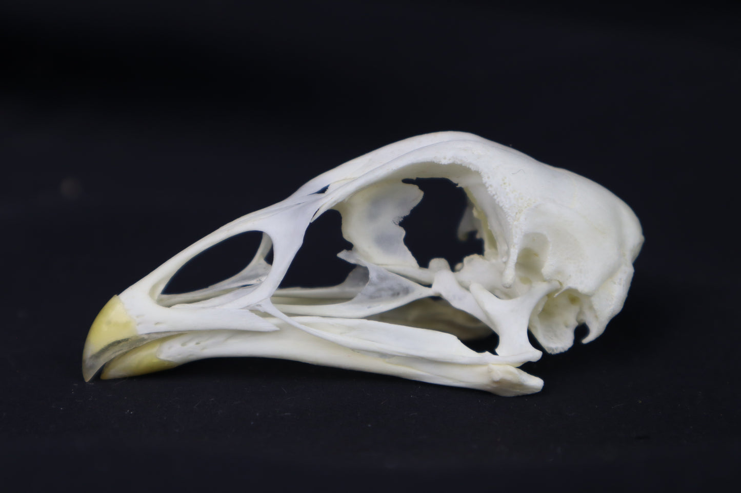 Chicken Skull