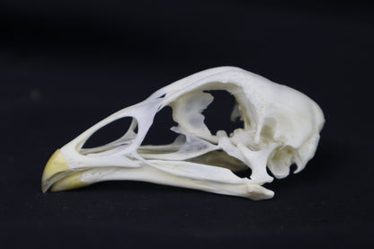 Chicken Skull