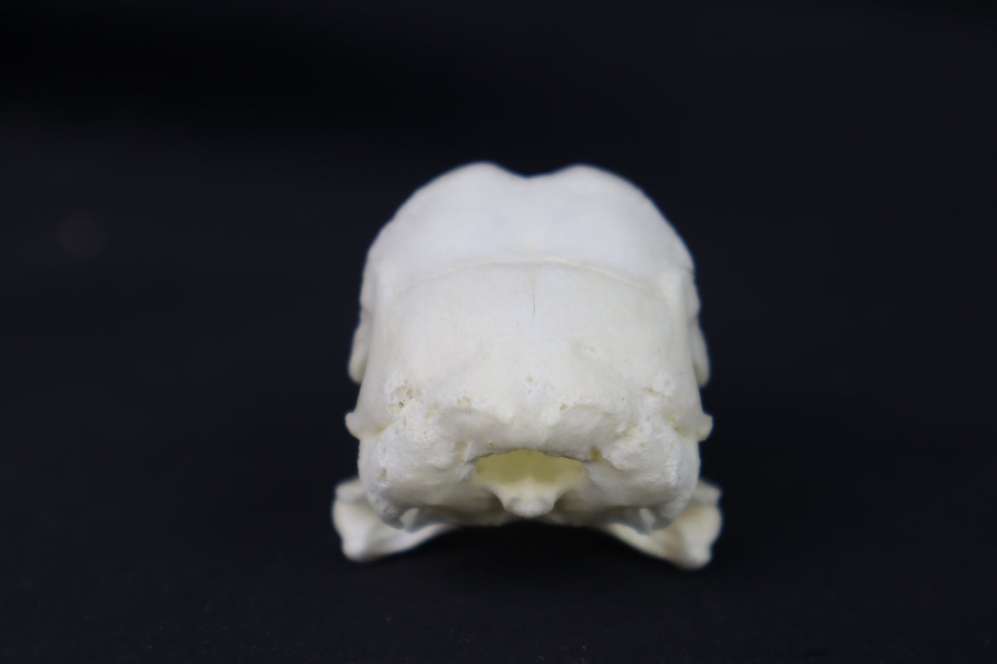 Chicken Skull