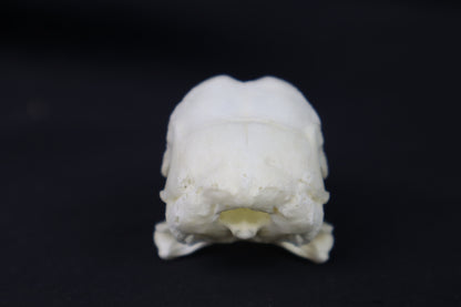 Chicken Skull