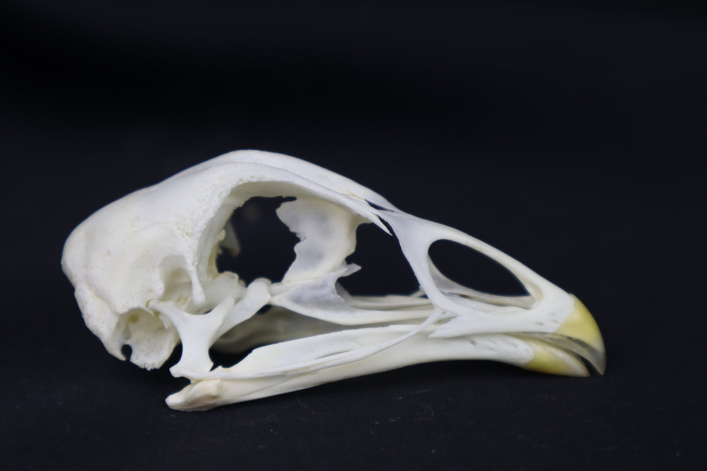 Chicken Skull