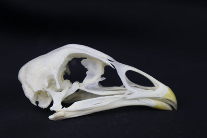 Chicken Skull
