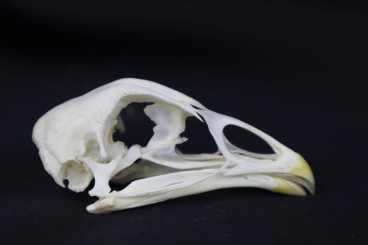 Chicken Skull
