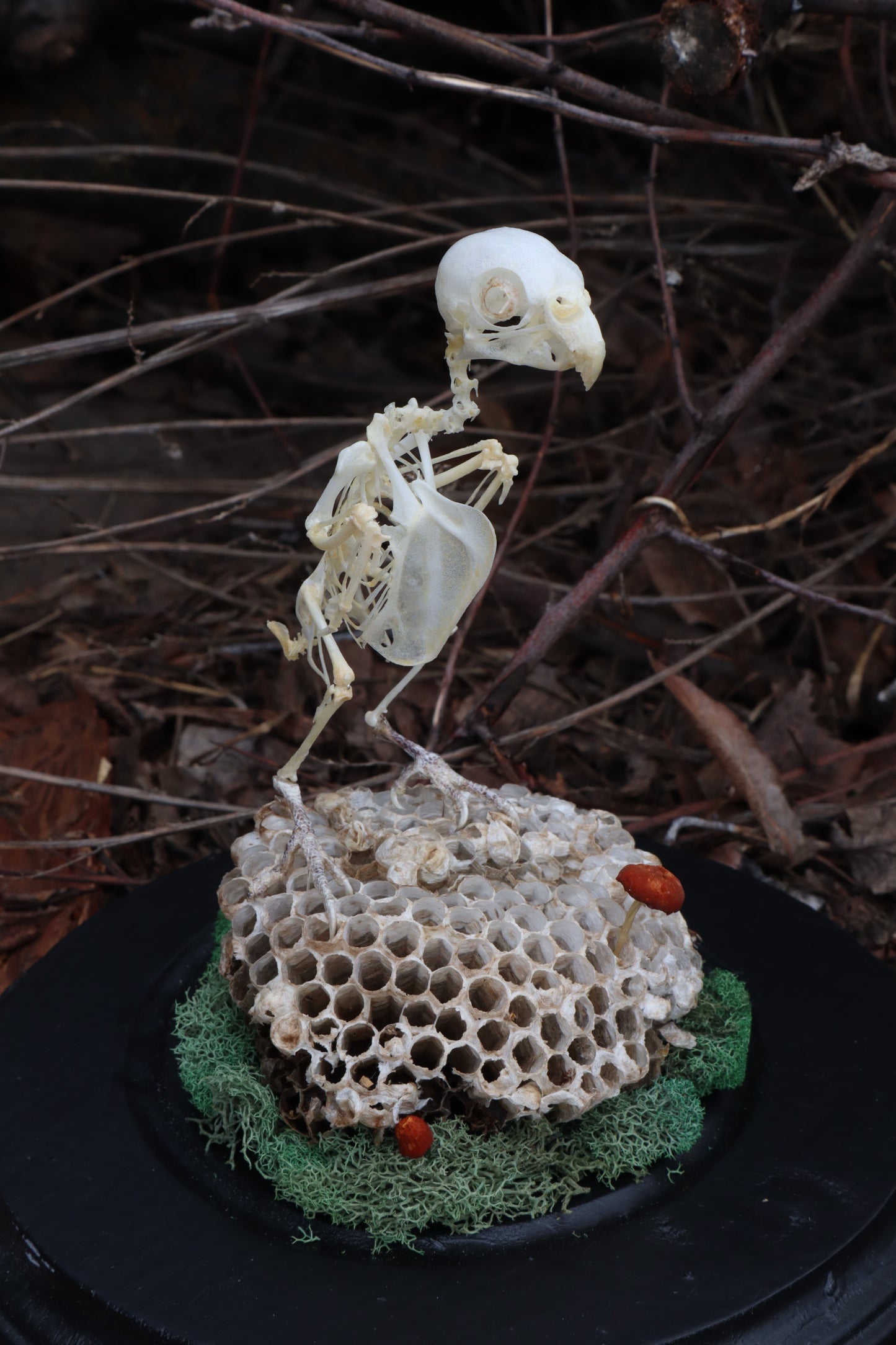 Articulated Parakeet Skeleton with Sclerotic Rings