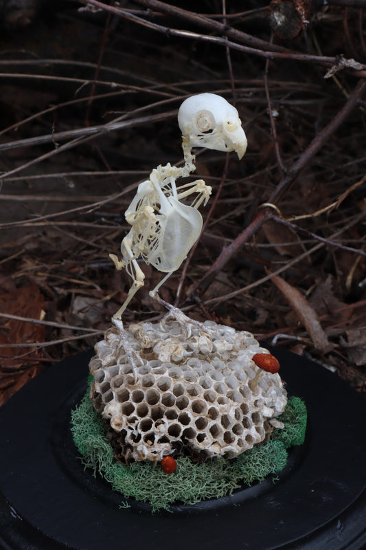 Articulated Parakeet Skeleton with Sclerotic Rings