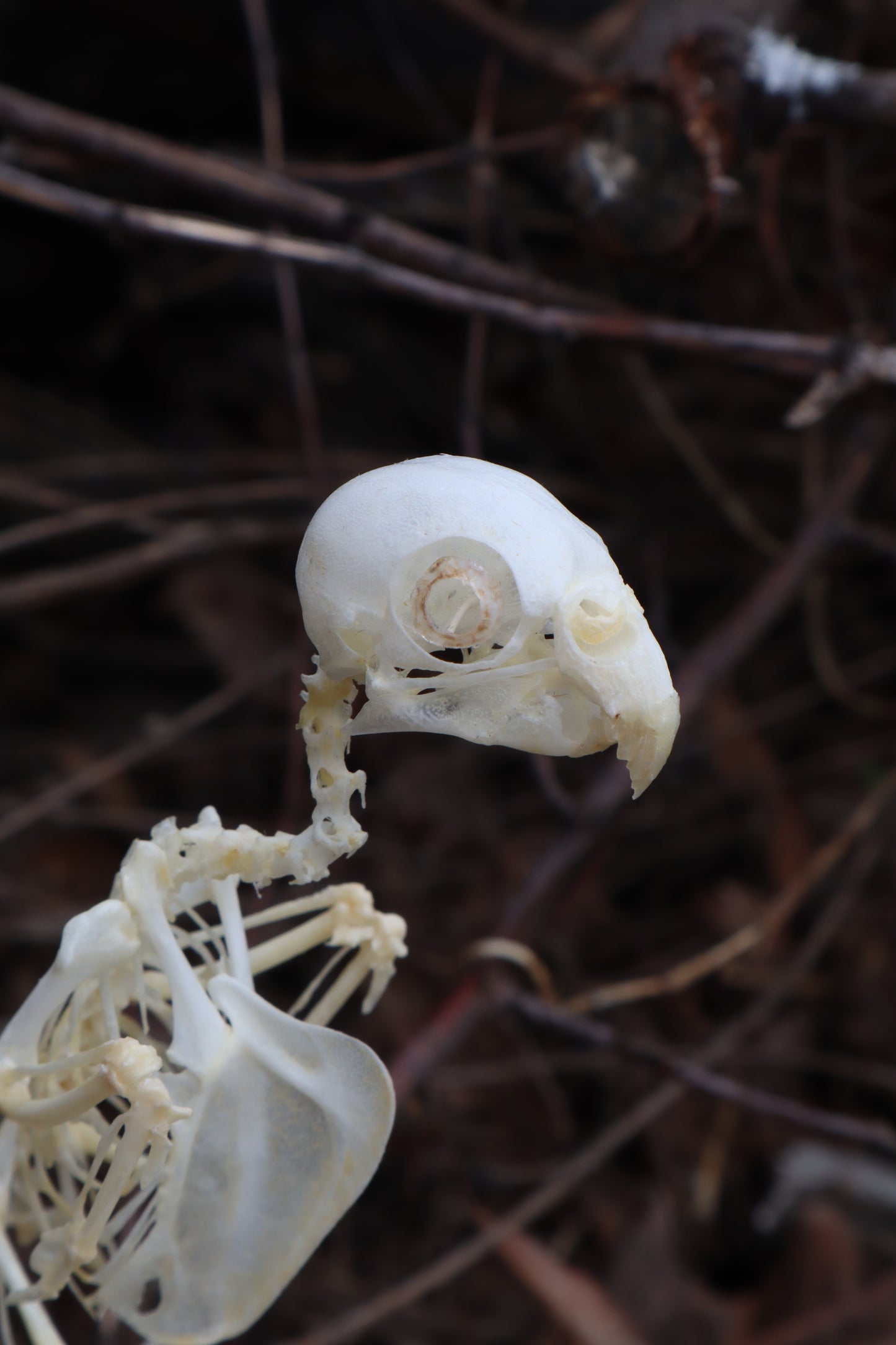 Articulated Parakeet Skeleton with Sclerotic Rings