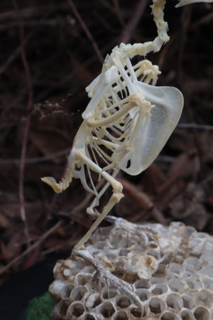 Articulated Parakeet Skeleton with Sclerotic Rings