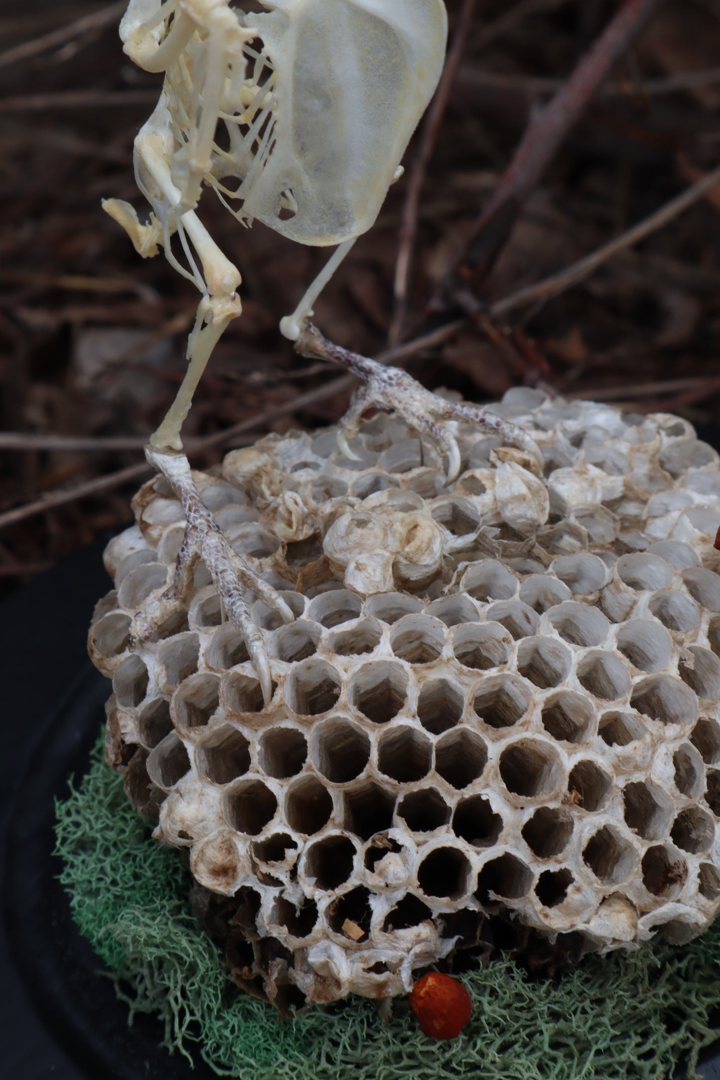 Articulated Parakeet Skeleton with Sclerotic Rings
