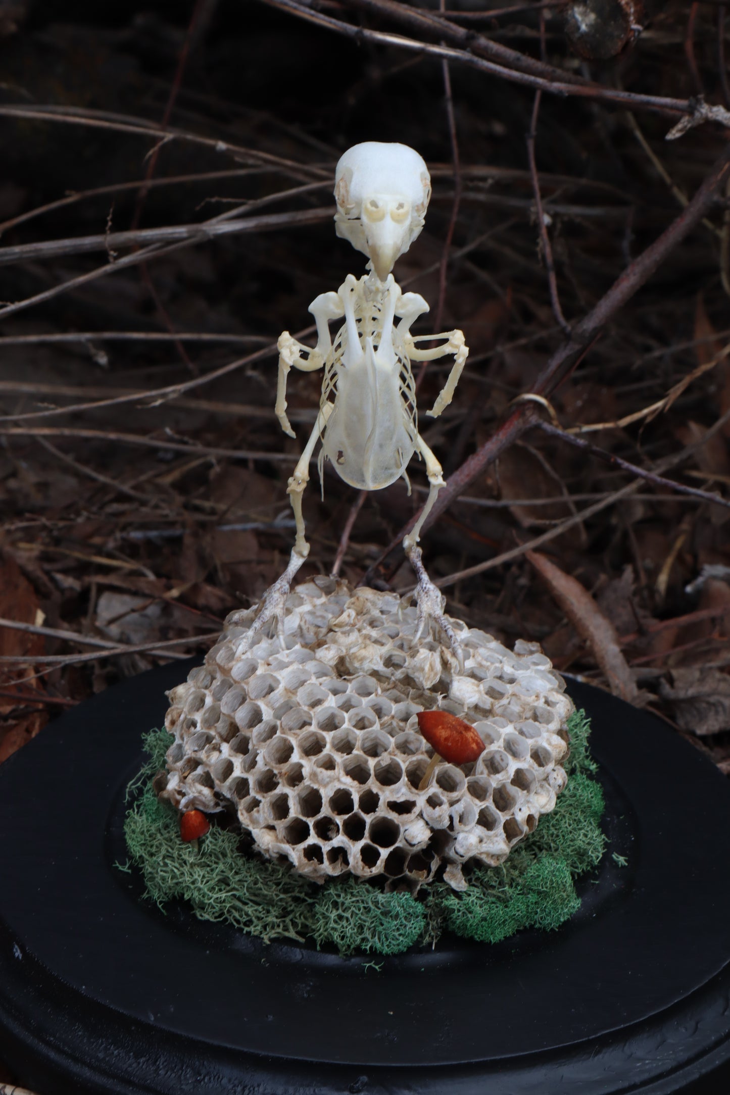 Articulated Parakeet Skeleton with Sclerotic Rings