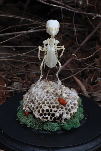 Articulated Parakeet Skeleton with Sclerotic Rings